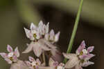 Michaux's milkweed